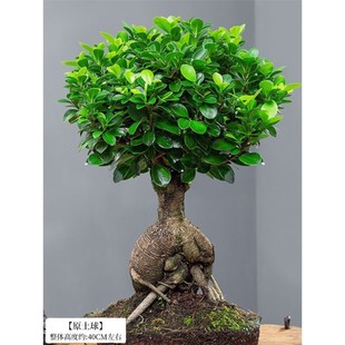 人参榕盆栽绿植提根老桩摇钱树发财树造型小叶榕树盆景植物金钱榕