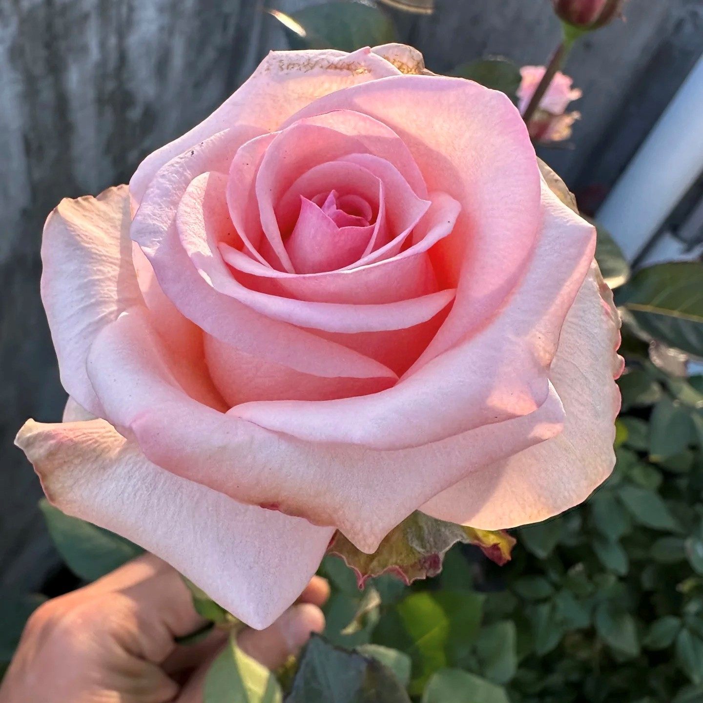 新品【誓言】月季切花大花月季花苗庭院阳台盆栽勤花,鲜花速递/花卉仿真/绿植园艺,月季/蔷薇/玫瑰,淘宝优惠券,粉丝福利购,淘宝优惠卷