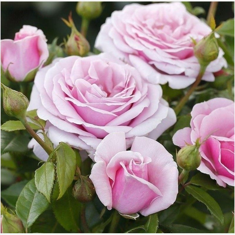 太平洋之蓝月季花苗 德国丹陶灌木勤花丰花浓香月季 阳台庭院盆栽