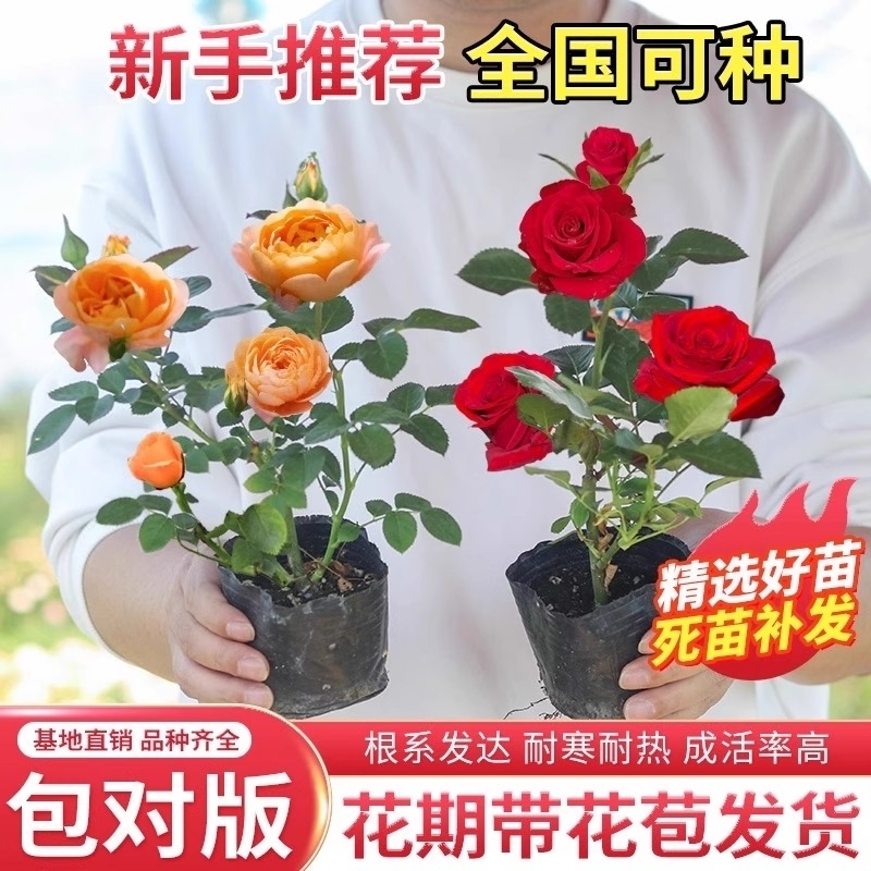 浓香四季好养活月季花苗开花