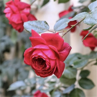 玫瑰国度的天使红色月季扦插花苗耐热勤开抗病阳台庭院盆栽小苗