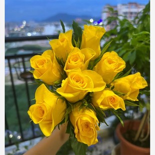 新品 契机 玫瑰大花勤花庭院阳台盆栽切花月季花苗