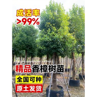 香樟树苗大树樟木庭院绿化四季常青南北方种植小叶龙脑樟驱蚊盆栽