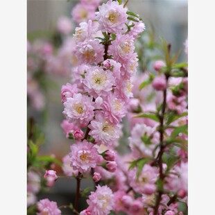 重瓣榆叶梅花树苗盆栽阳台庭院耐寒花卉植物四季郁李花苗麦李盆栽