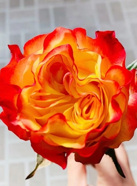 新品 胜利女神 月季花苗肯尼亚大花灌木切花直立玫瑰阳台庭院盆栽