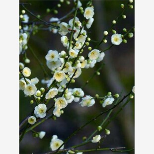 耐寒绿梅花树苗盆景树桩盆栽浓香绿萼梅花阳台庭院室内外花卉植物