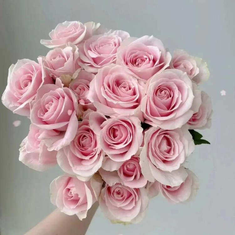 粉红雪山 月季花苗 大花直立 灌木勤花月季玫瑰庭院阳台盆栽花卉,鲜花速递/花卉仿真/绿植园艺,月季/蔷薇/玫瑰,淘宝优惠券,粉丝福利购,淘宝优惠卷