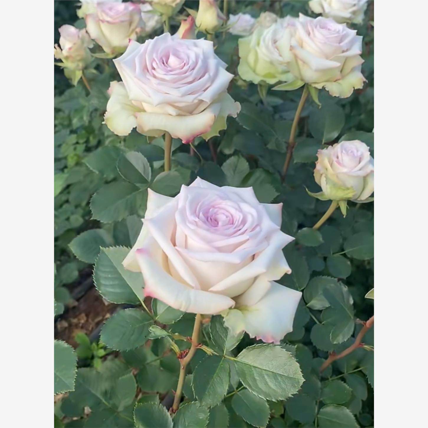 新品 旋风 月季花苗 盆栽灌木切花月季庭院阳台盆栽花卉绿植,鲜花速递/花卉仿真/绿植园艺,月季/蔷薇/玫瑰,淘宝优惠券,粉丝福利购,淘宝优惠卷