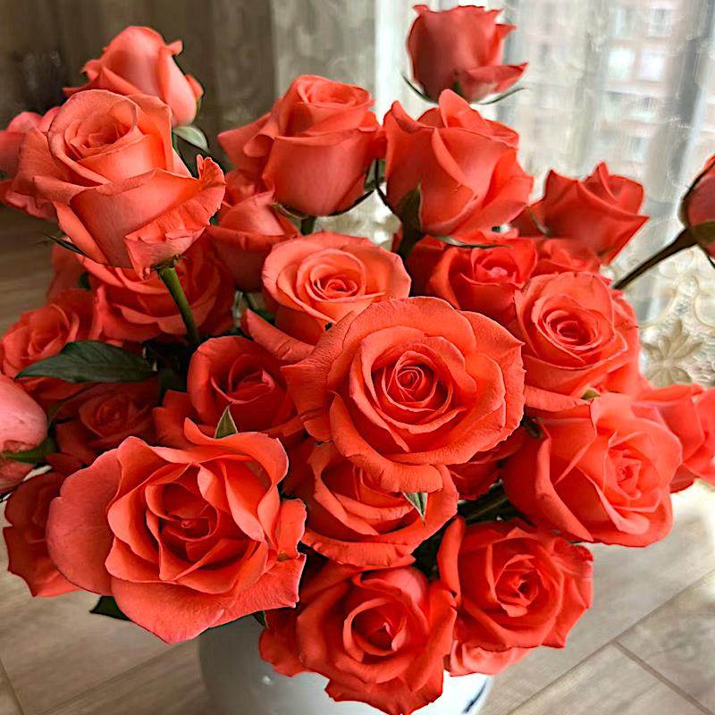 艳粉/影星 月季花苗大花灌木勤花月季 庭院阳台盆栽,鲜花速递/花卉仿真/绿植园艺,月季/蔷薇/玫瑰,淘宝优惠券,粉丝福利购,淘宝优惠卷