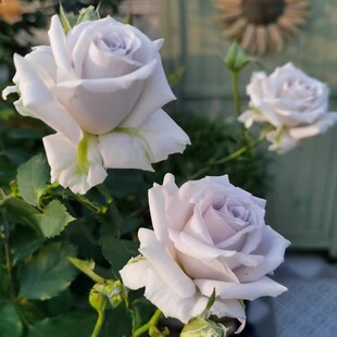 蓝色格劳恩 月季花苗 蓝紫色灌木阳台玫瑰浓香型月季庭院阳台盆栽