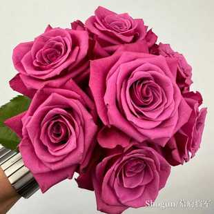 新品 幕府将军 月季花苗厄瓜多尔大花灌木玫瑰直立阳台庭院盆栽