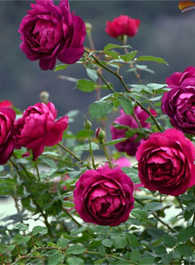 新品 秋日胭脂 日本月季花苗扦插灌木切花浓香阳台庭院玫瑰花卉