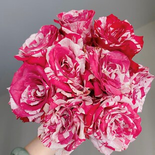 水瓶座/笑靥/丑角 条纹月季切花大花月季花苗庭院阳台盆栽勤花