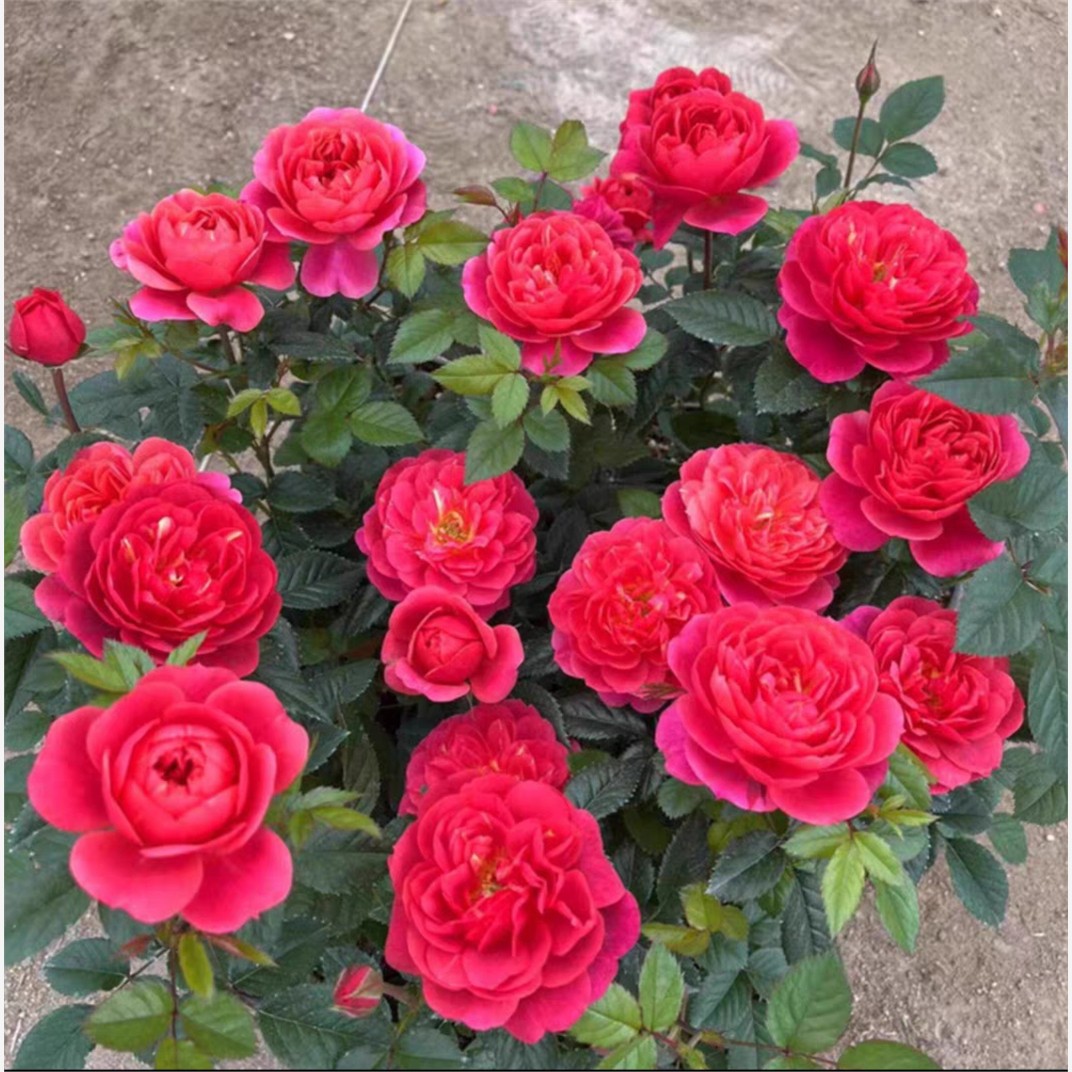 绝色果汁 月季花苗 红色变异果汁阳台花型勤花多头 花卉庭院盆栽