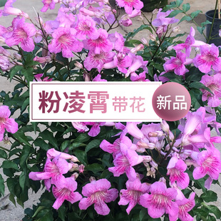凌霄花苗爬藤植物花卉盆栽老桩庭院围墙攀爬四季易活盆栽阳台花卉