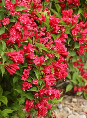 红色锦带花盆栽花苗耐寒花卉阳台庭院绿篱植物耐阴花园景观搭配花