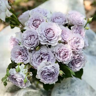 霁色 月季玫瑰花苗 灌木蓝紫色多头浓香勤花月季庭院阳台盆栽植物
