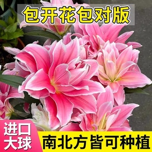 进口香水百合种球重瓣单瓣特大花室内外阳台盆栽耐寒好养种子种植