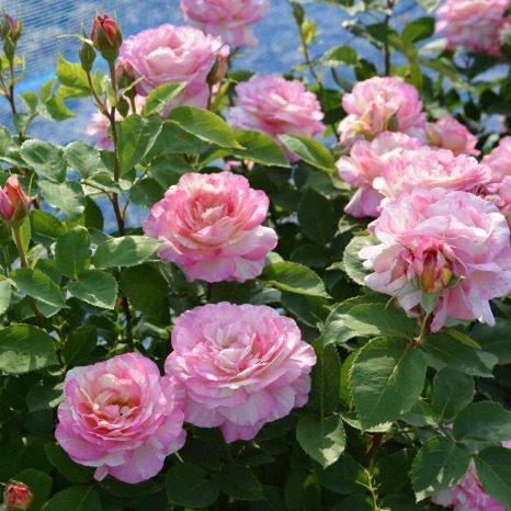 马克夏加尔  条纹型大花抗病勤花丰花耐寒多季节重复开花盆栽花卉,鲜花速递/花卉仿真/绿植园艺,月季/蔷薇/玫瑰,淘宝优惠券,粉丝福利购,淘宝优惠卷