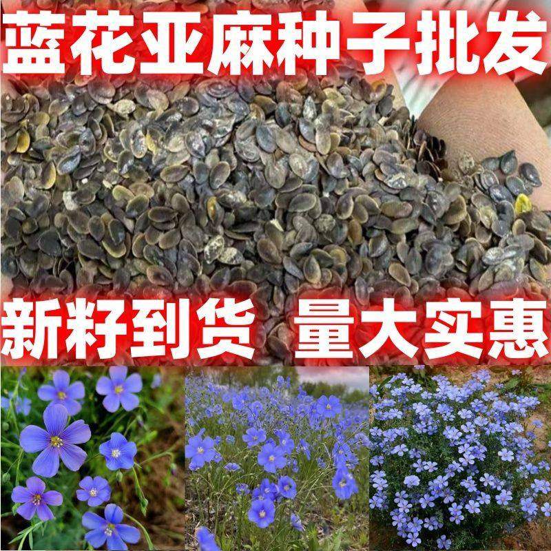 蓝花亚麻种子盆栽花卉种子阳台庭院花种子蓝亚麻花籽花海庭园造景