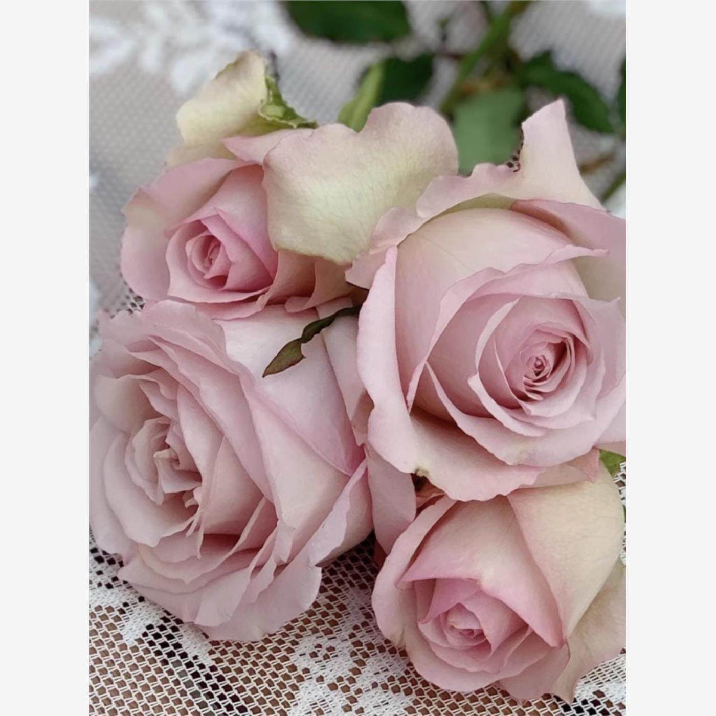 日月 深海狂想曲 月季花苗 梦幻的淡紫色 大花高杯切花 玫瑰多季,鲜花速递/花卉仿真/绿植园艺,月季/蔷薇/玫瑰,淘宝优惠券,粉丝福利购,淘宝优惠卷