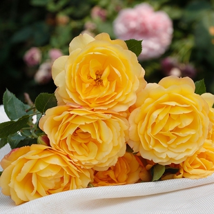 新品 倾慕 月季花苗大花灌木多头重瓣勤花可藤可灌拱门月季盆栽