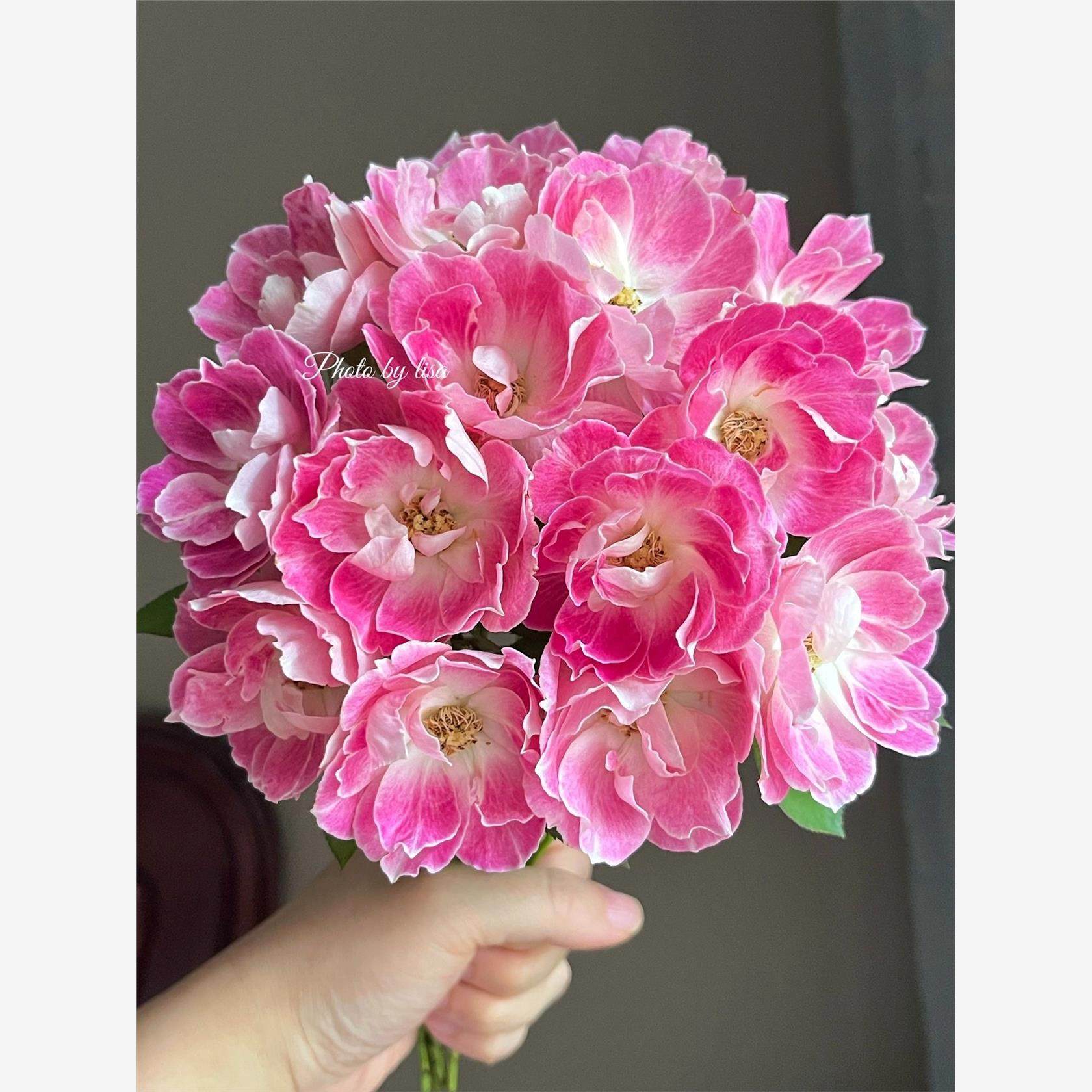 新品 花梨 月季花苗日月多头灌木勤花单瓣月季庭院阳台盆栽,鲜花速递/花卉仿真/绿植园艺,月季/蔷薇/玫瑰,淘宝优惠券,粉丝福利购,淘宝优惠卷