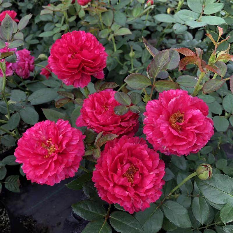 新品 真彩230 月季花苗 条纹欧月大花灌木勤花玫瑰庭院阳台盆栽