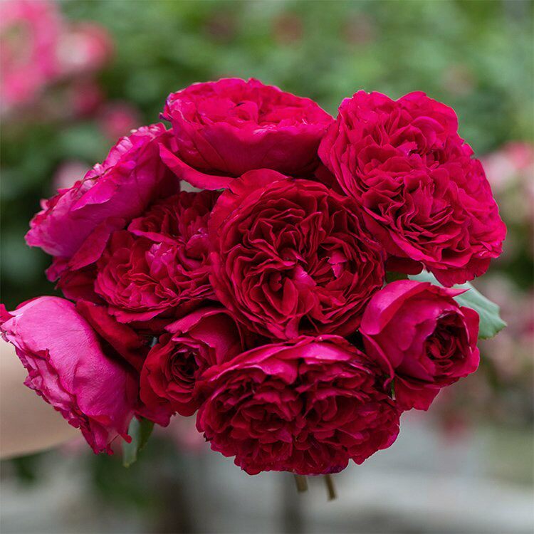 皇家胭脂 欧月法国月季暗红色大花强香耐热开 花持久