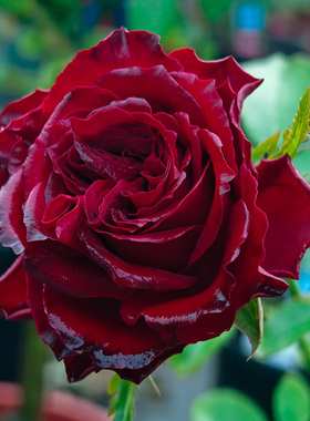 血液 月季花苗多季浓香灌木大花阳台盆栽庭院地栽切花黑红欧月