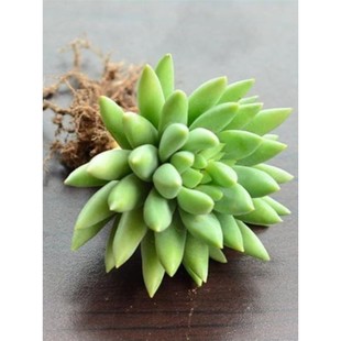 玉珠莲千佛手多肉植物盆栽花卉防辐射新手肉肉绿植黄丽小苗千佛手