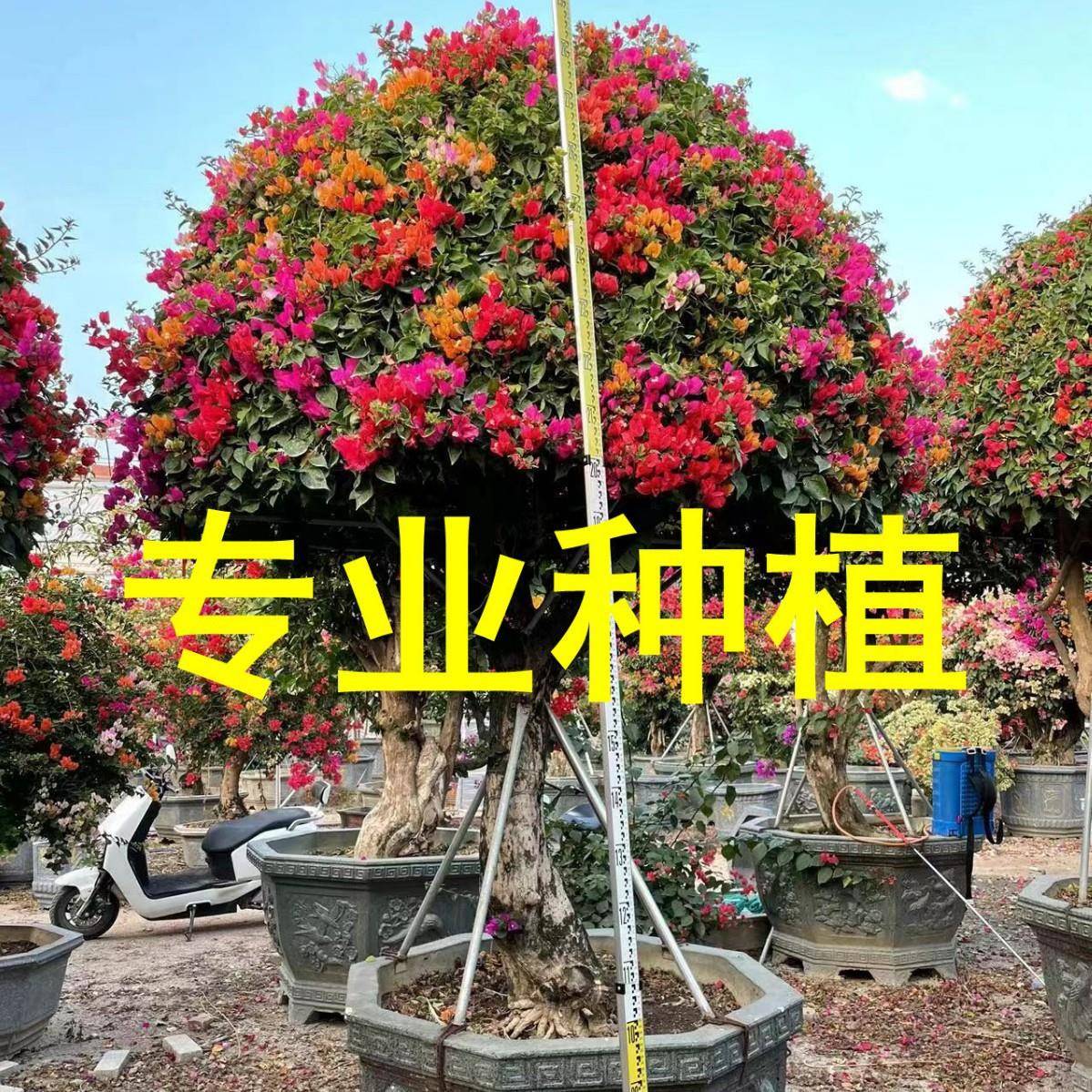 五雀三角梅价格七彩勒杜鹃彩色九重葛供应多色叶子花报价