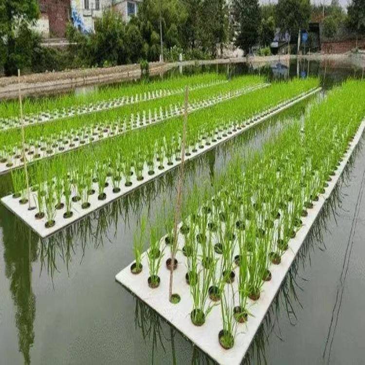 水培育苗蔬菜水稻渔业共生种植板水面种植漂浮板带孔无土水培定植