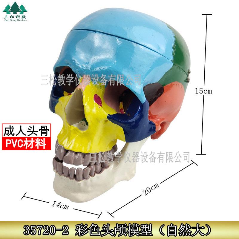 分离头骨头骨进口头颅骨模型头颅骨着色模型骨性模型彩色模型
