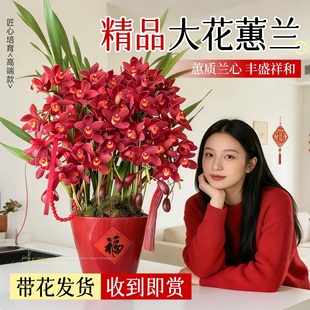 大花蕙兰带花盆栽蝴蝶兰开业乔迁新居送礼物室内客厅年宵花次日达