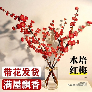 红梅干枝水培真花鲜枝雪柳带花苞腊梅鲜切花卉植物室内桃花枝客厅