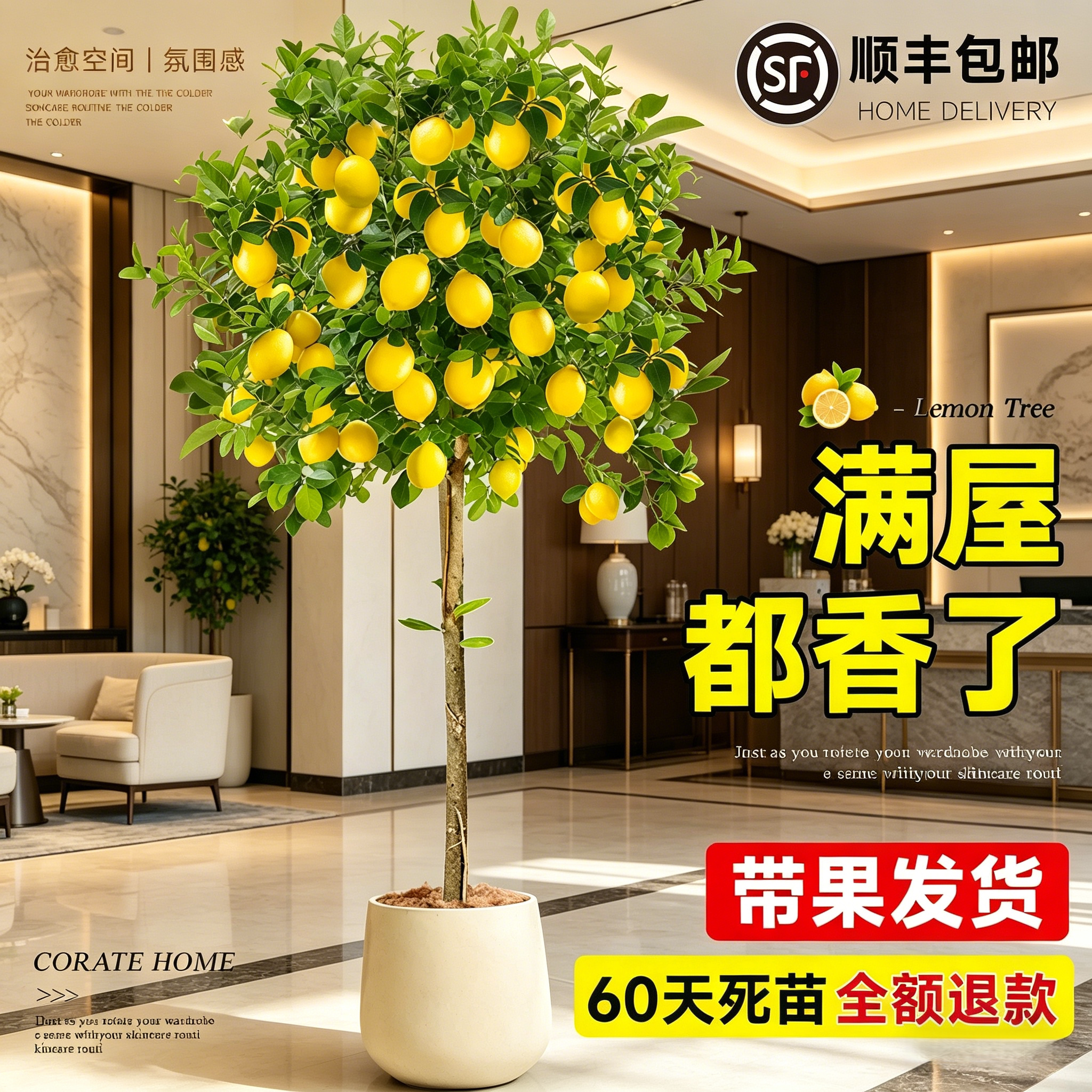 香水柠檬树盆栽带果客厅绿植大型植物室内阳台禄植四季好养除甲醛