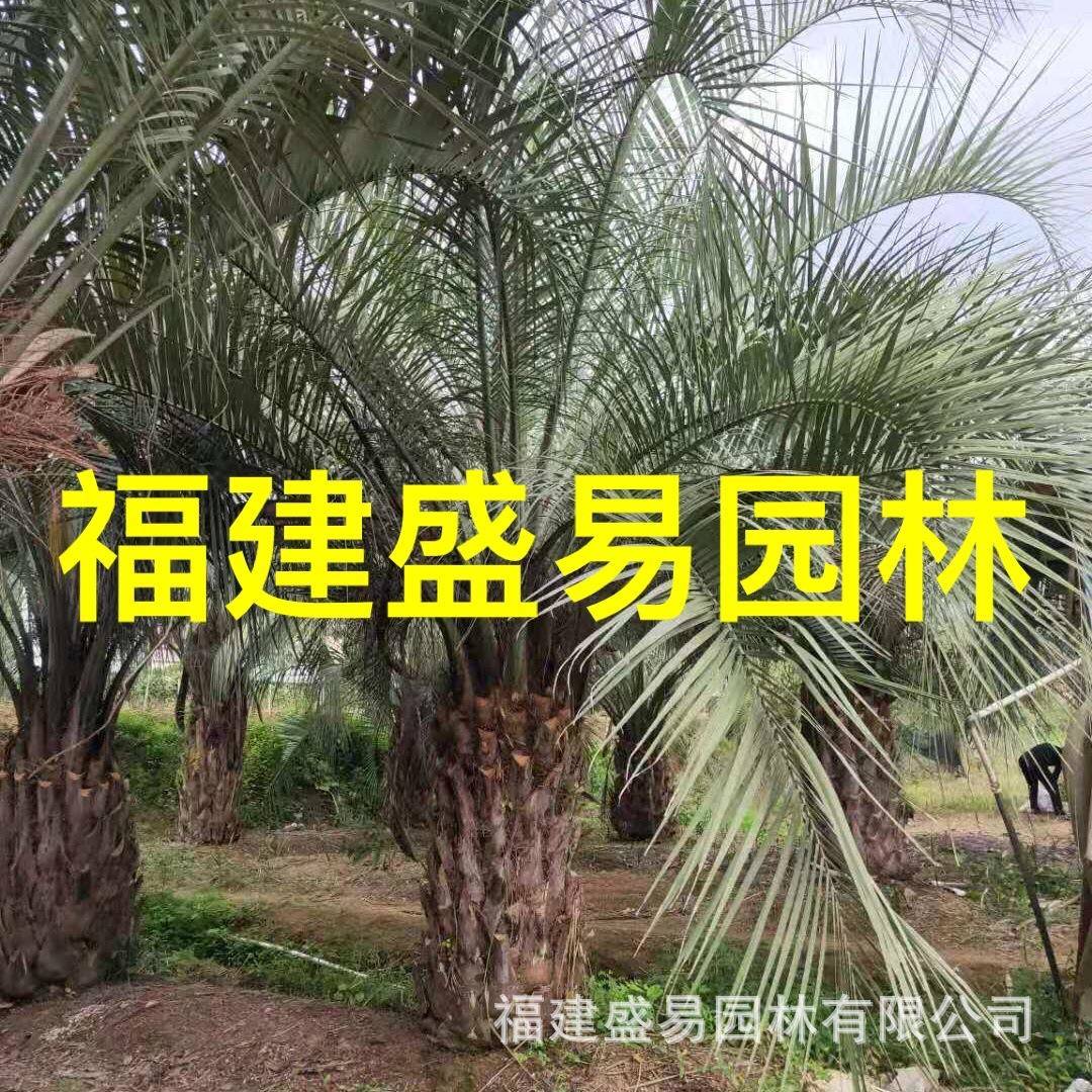 四川布迪椰子价格浙江布迪椰子基地贵州布迪椰子树供应