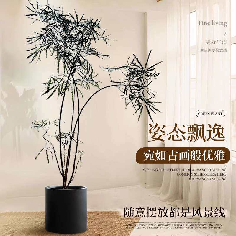 孔雀木绿植室内客厅大型植物办公室落地式大盆栽真花好养大号禄植