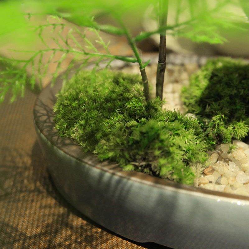 仿真绿植摆件办公室植物盆栽招财树仿真文竹客厅玄关桌面小盆景