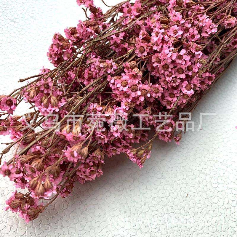 进口天然永生干花法国白梅浮游瓶软装插花花店专用