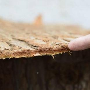 造杉树皮真皮农庄装饰杉木道皮房屋MZW景防腐树复古具包水管外墙