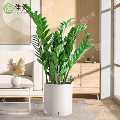 金钱树盆栽植物内花卉客室厅四季青OFK好养绿植常大钱摇串子小发
