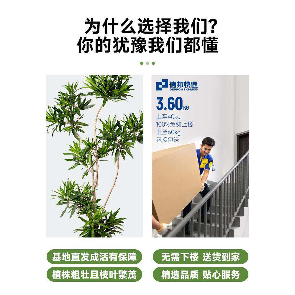绿百客合竹真植大型室yt739195盆栽厅落地大号网红植物造型四季常