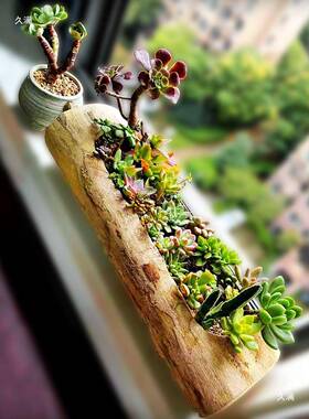 头树方桩thu+fgu+多肉花家盆轻奢感个木性创意长形用大口径仙人球