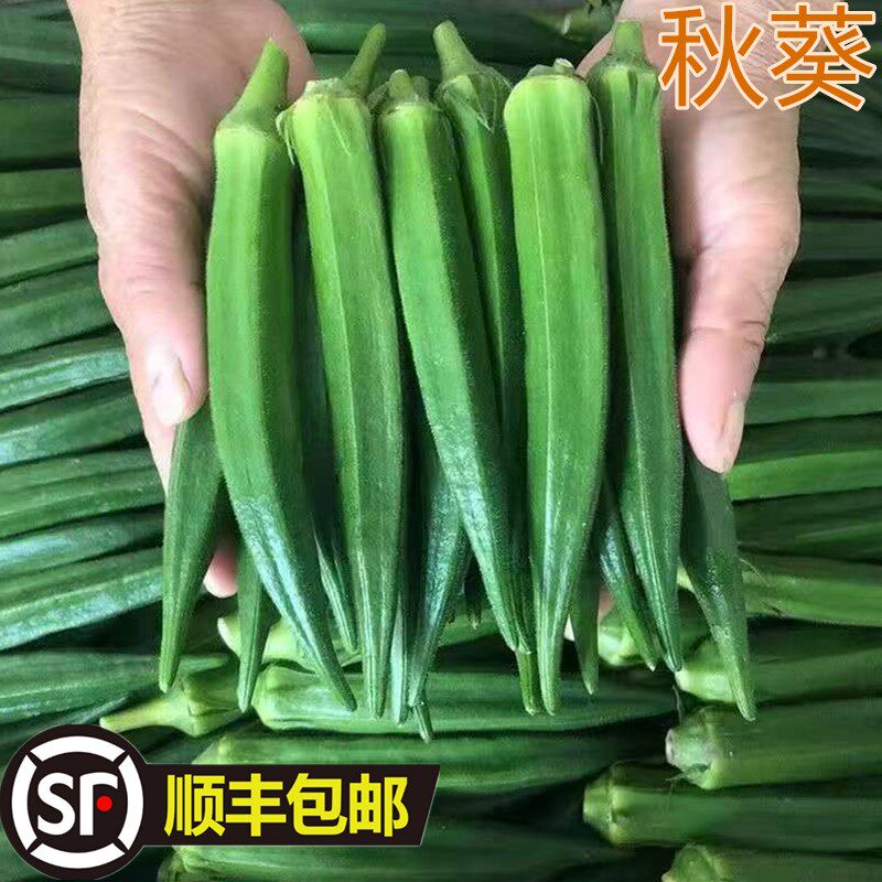 顺丰新鲜水果秋葵应当季蔬菜绿秋葵洋辣椒羊豆角现摘现发农家自种