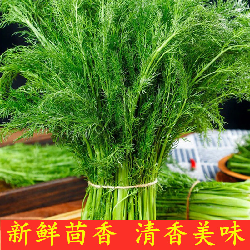 新鲜茴香菜现割大茴香包饺子馅料