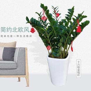 金钱树假树绿植物大盆栽办公室客厅装摆设发落地植饰10001104财树