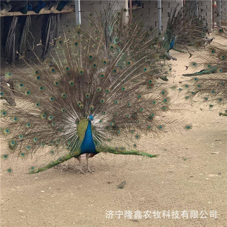 成年种蓝孔雀出售价格观哪赏孔雀雀896里有卖的孔苗养殖场开屏孔