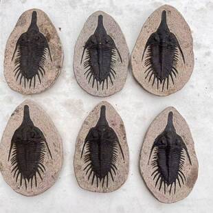 古生物三叶虫真化石装饰爬虫箱沙漠造景禁忌潮湿鬃狮爬虫摆件